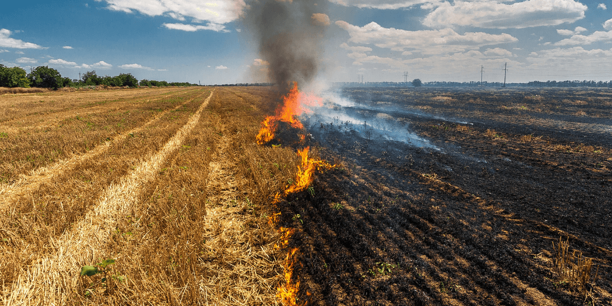 Field with contrasting areas of burning and blackened land beneath a blue sky