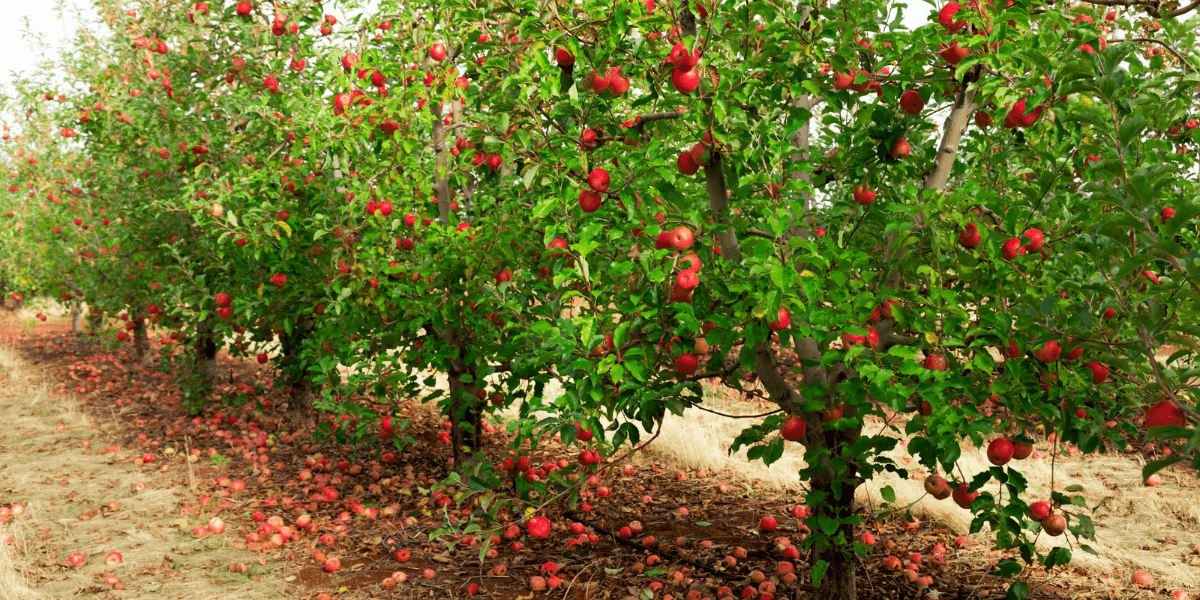 Rows of apple trees with ripe red apples and fallen fruit on the ground