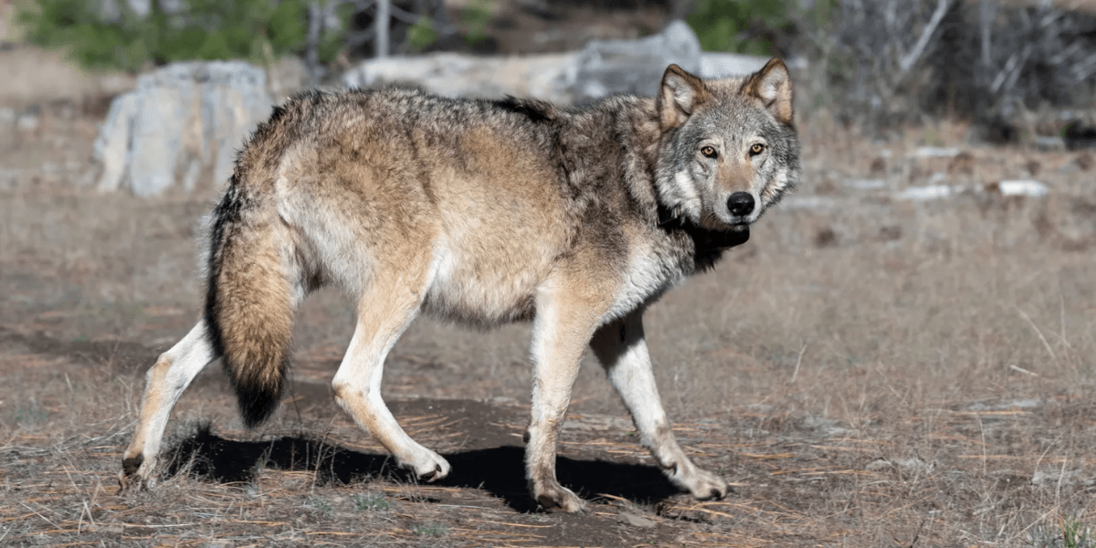 Historic Gray Wolf Sighting in Los Angeles County Signals Conservation Milestone