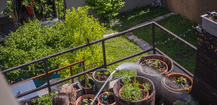SF Launches Rooftop Farms Pilot Program