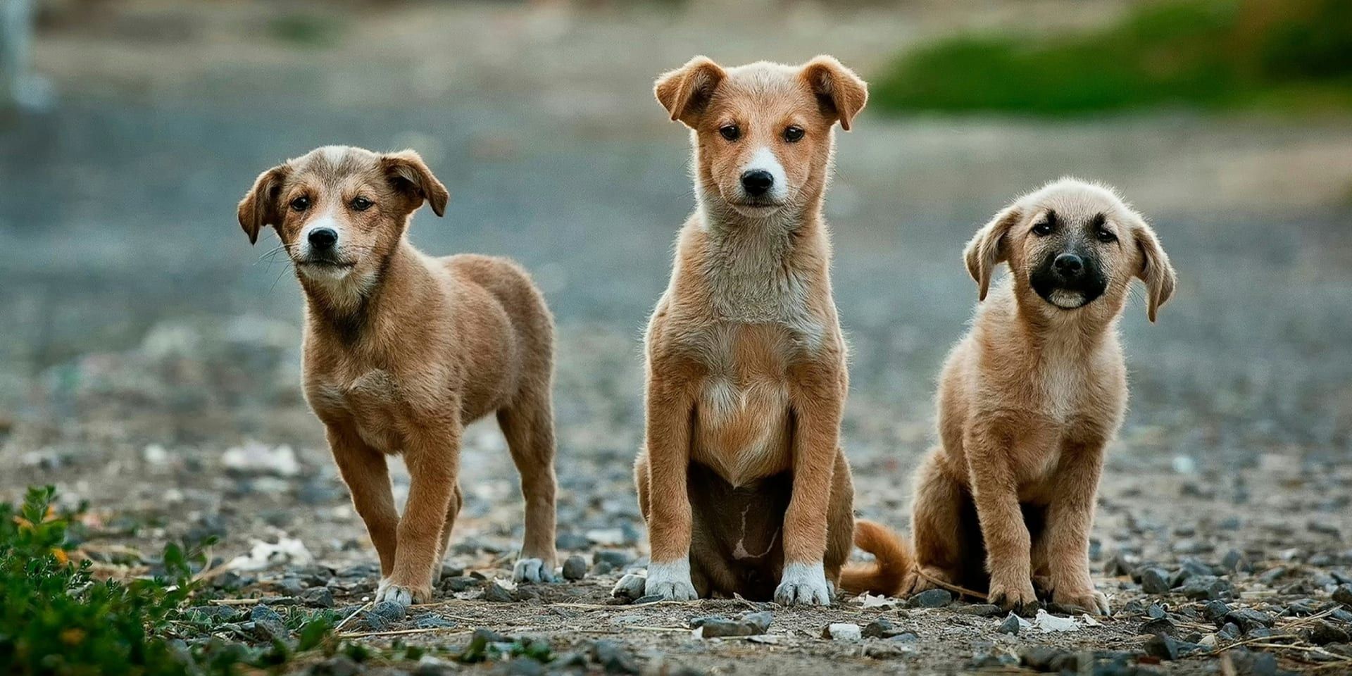 National Mutt Day: Celebrating Mixed‑Breed Dogs and Promoting Adoption