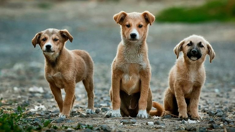 National Mutt Day: Celebrating Mixed‑Breed Dogs and Promoting Adoption