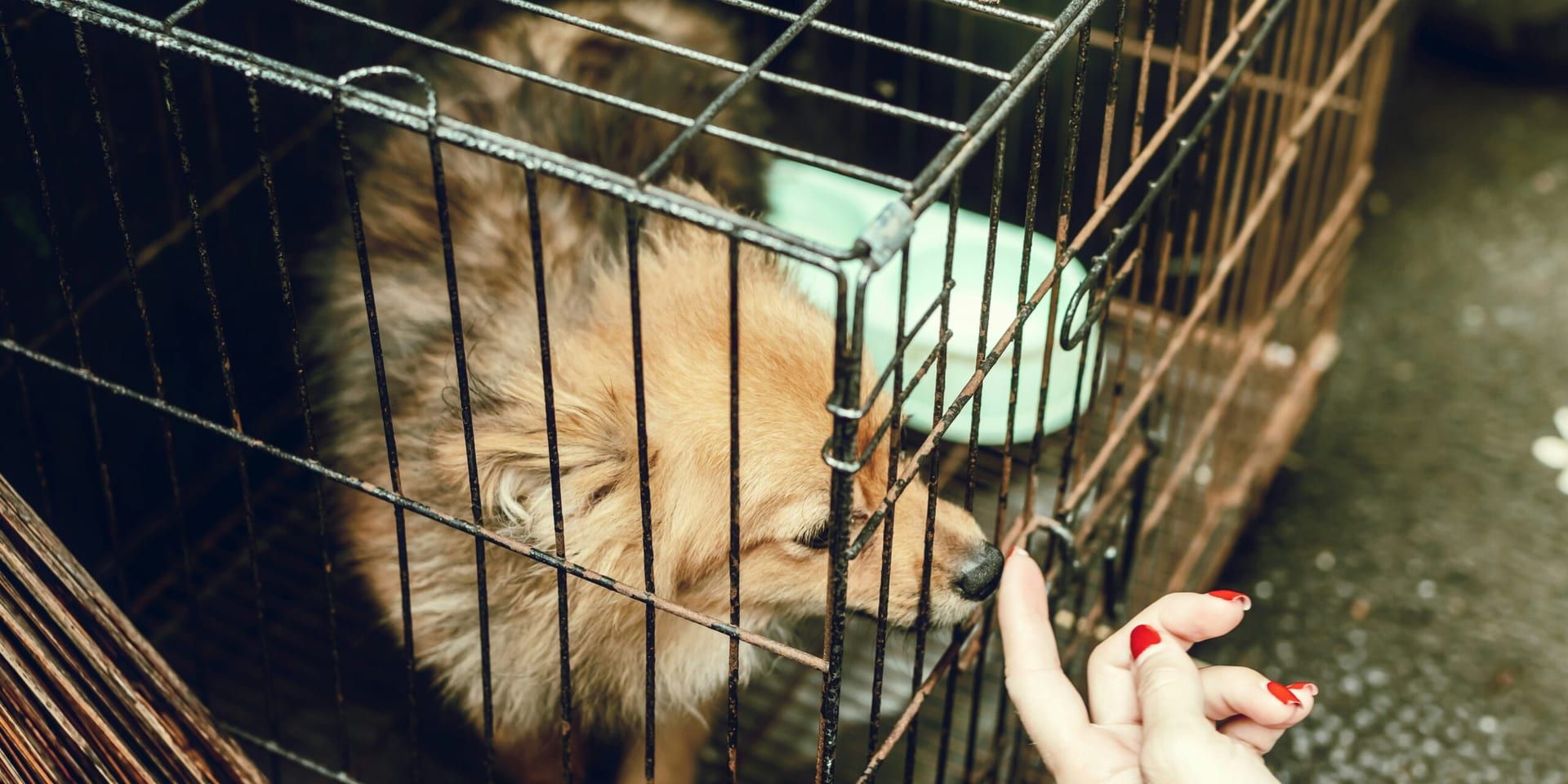 Golden State Community Rallies Around Senior Dogs With $1.5 Million Grant