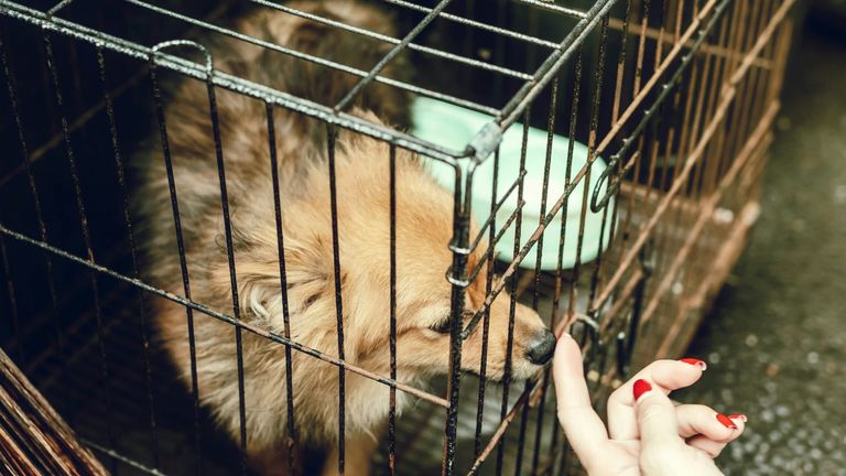 Golden State Community Rallies Around Senior Dogs With $1.5 Million Grant