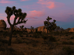 Joshua trees silhouetted against a colorful sunset sky in a desert landscape