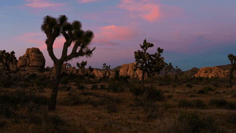 Joshua trees silhouetted against a colorful sunset sky in a desert landscape