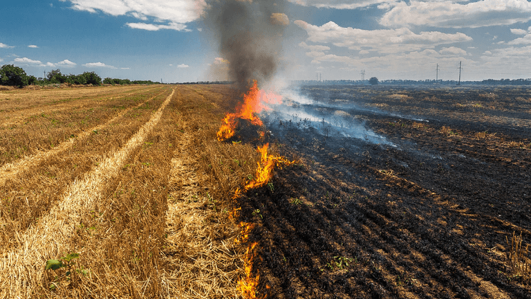 Field with contrasting areas of burning and blackened land beneath a blue sky