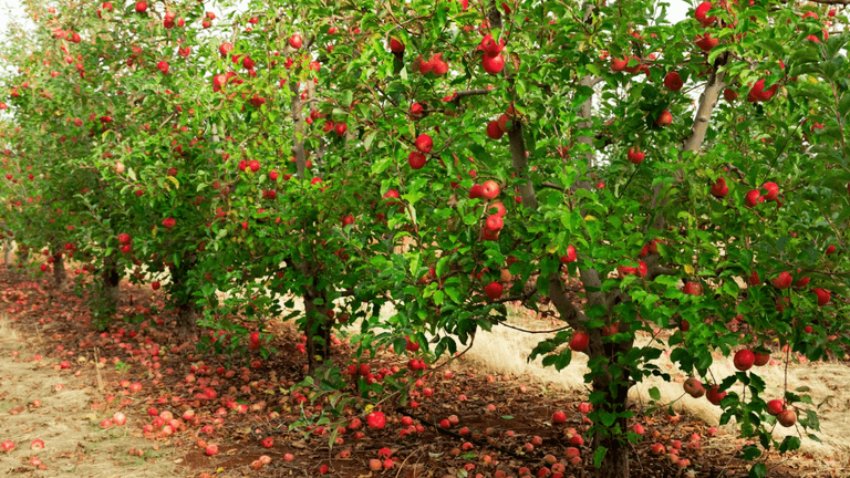 Rows of apple trees with ripe red apples and fallen fruit on the ground