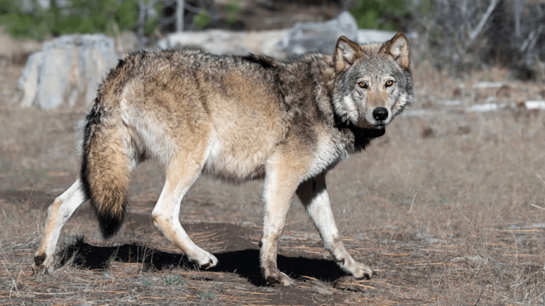 Historic Gray Wolf Sighting in Los Angeles County Signals Conservation Milestone