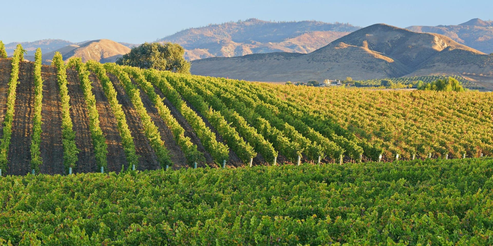 The Growing Popularity of Natural Wines in California: A Trend to Watch in 2024