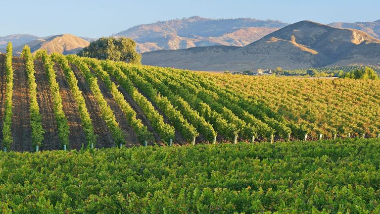 The Growing Popularity of Natural Wines in California: A Trend to Watch in 2024
