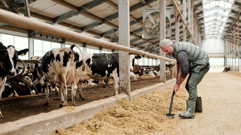 USDA Launches New Screwworm.gov Portal to Strengthen Livestock Threat Response