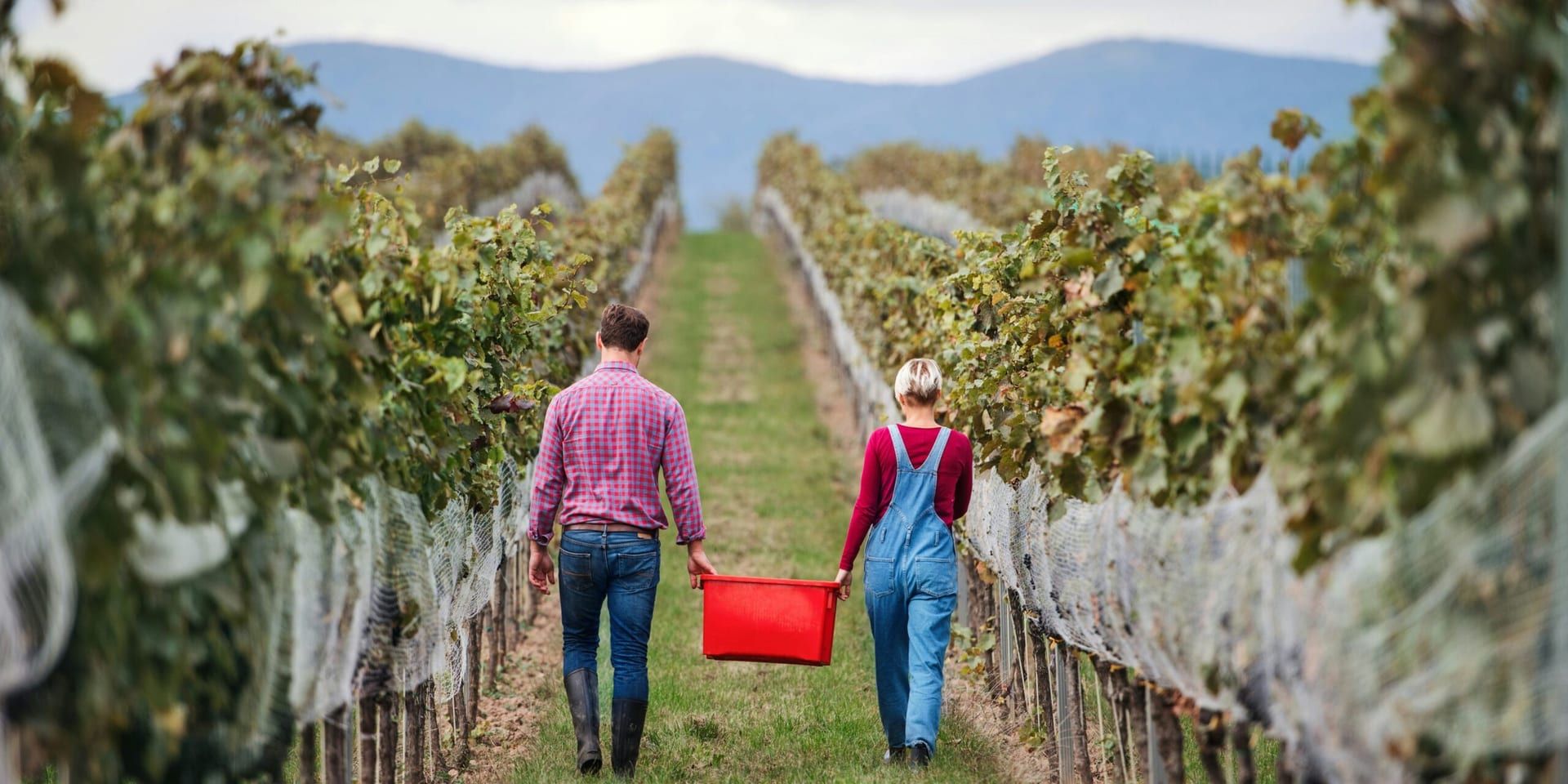 Napa Valley’s 2024 Wine Harvest Festival Sets New Attendance Records