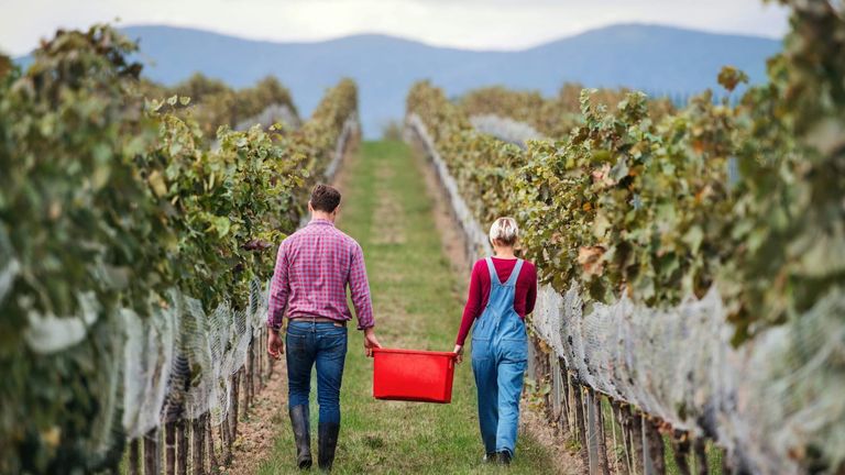 Napa Valley’s 2024 Wine Harvest Festival Sets New Attendance Records