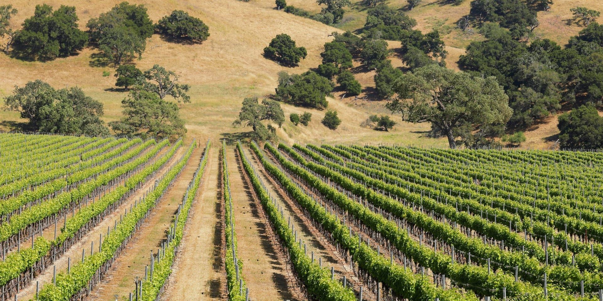 California’s 2024 Wine Trends: A Deep Dive into Sustainability, Innovation, and Diversity