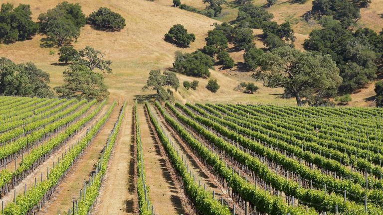 California’s 2024 Wine Trends: A Deep Dive into Sustainability, Innovation, and Diversity