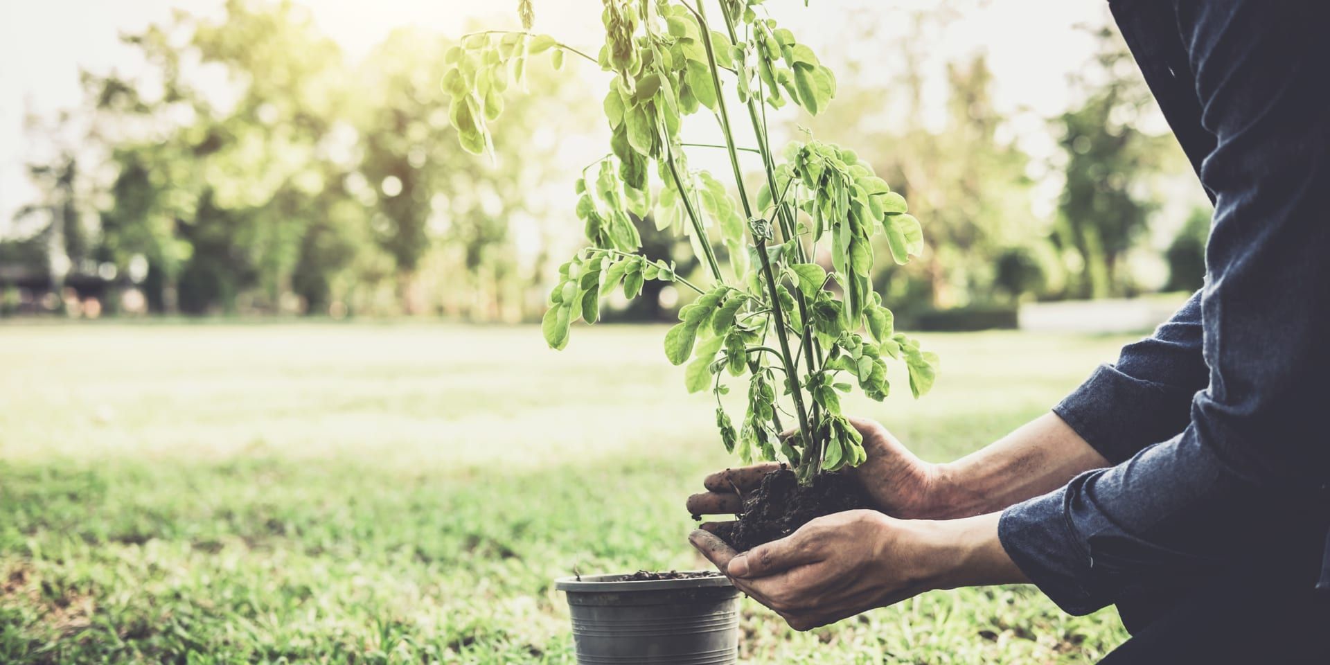 California’s Community Gardens and Urban Green Spaces Bring Fresh Energy to Local Living