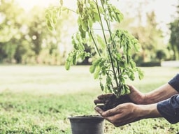 California’s Community Gardens and Urban Green Spaces Bring Fresh Energy to Local Living