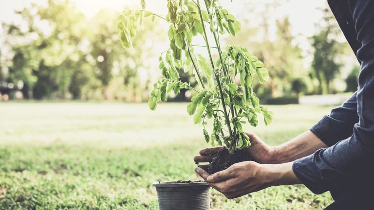 California’s Community Gardens and Urban Green Spaces Bring Fresh Energy to Local Living