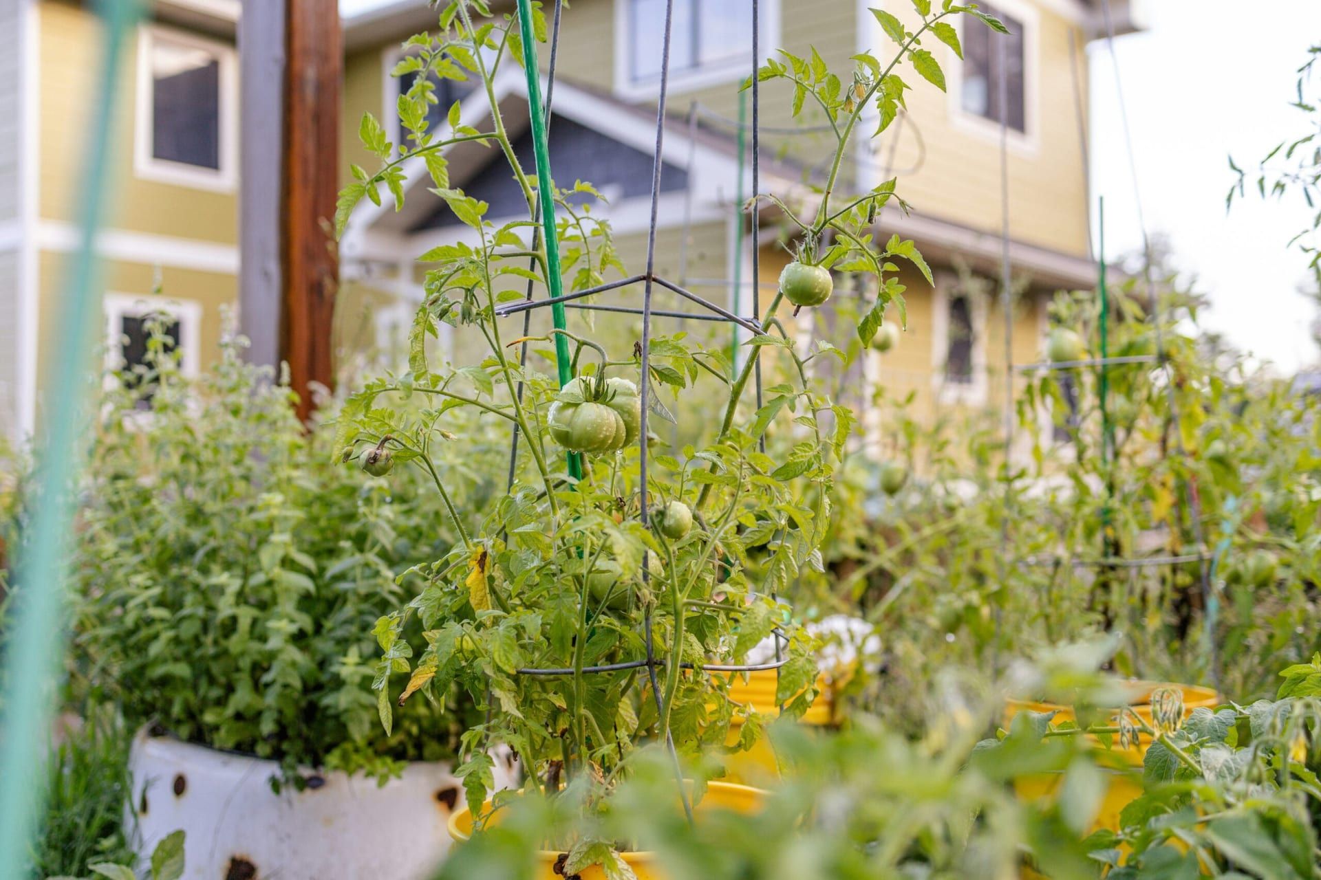The Rise of Urban Farming: How City Dwellers Are Growing Their Own Food
