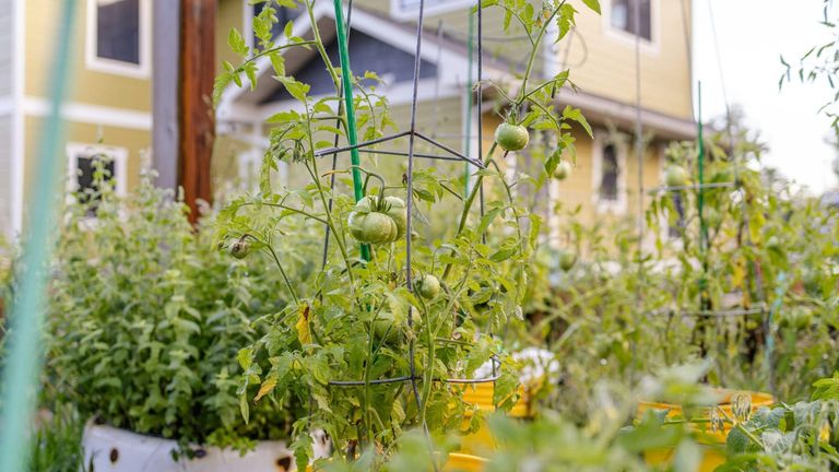 The Rise of Urban Farming: How City Dwellers Are Growing Their Own Food