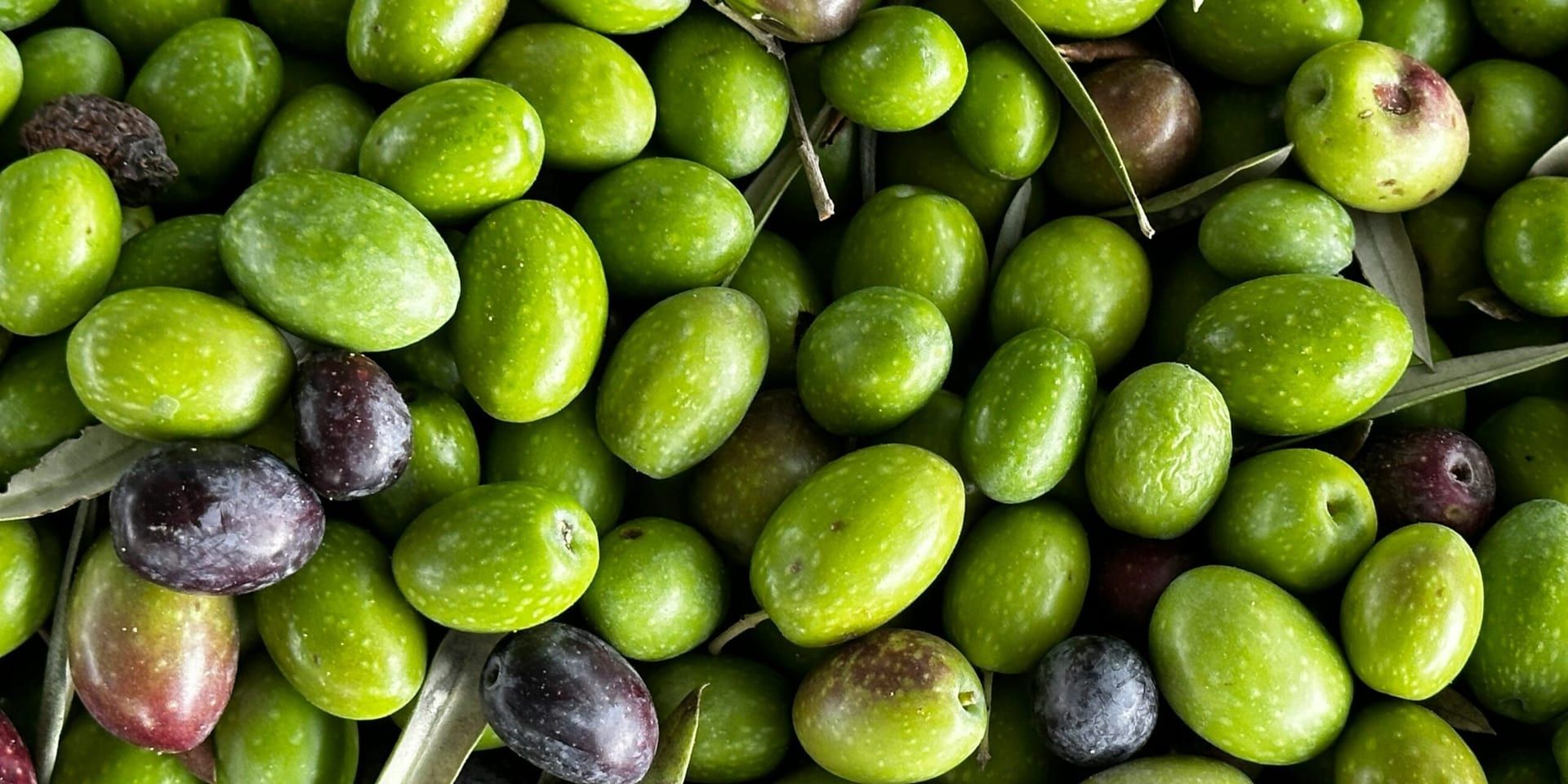 California Olive Oil Festival: A Celebration of Craftsmanship and Innovation in Olive Oil Production