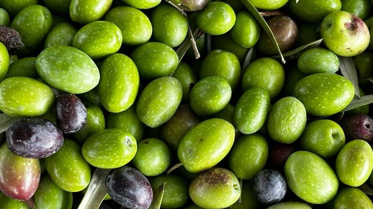 California Olive Oil Festival: A Celebration of Craftsmanship and Innovation in Olive Oil Production
