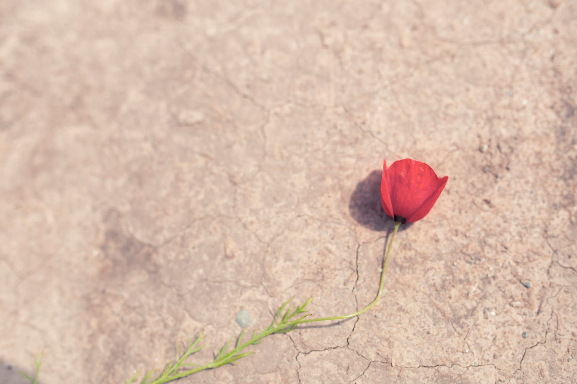 Navigating Life After Loss: Personal Stories of Grief and Healing
