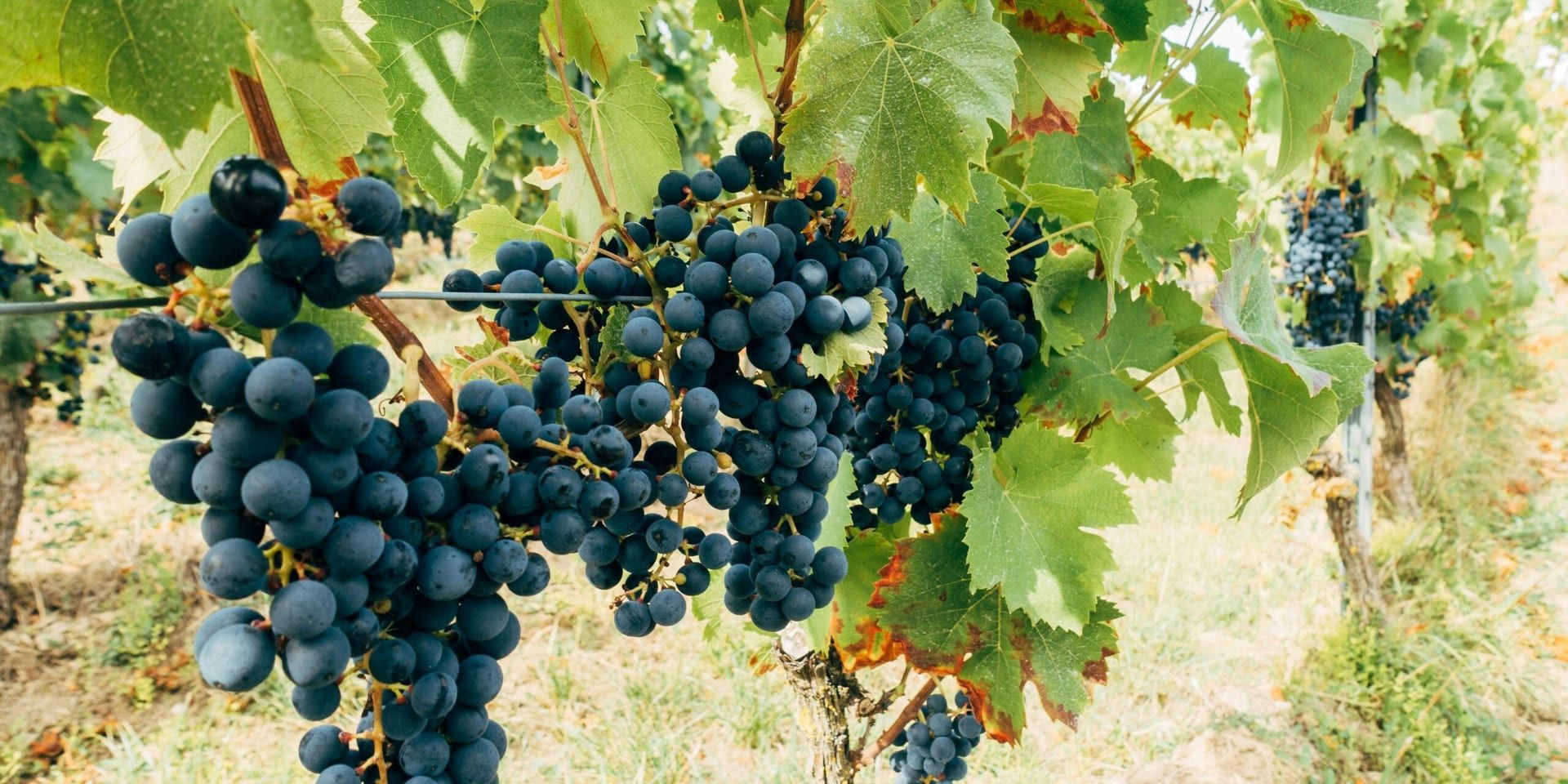Napa Valley Harvest: A Record-Breaking Year for the Region’s Wine Industry