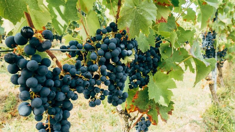 Napa Valley Harvest: A Record-Breaking Year for the Region’s Wine Industry