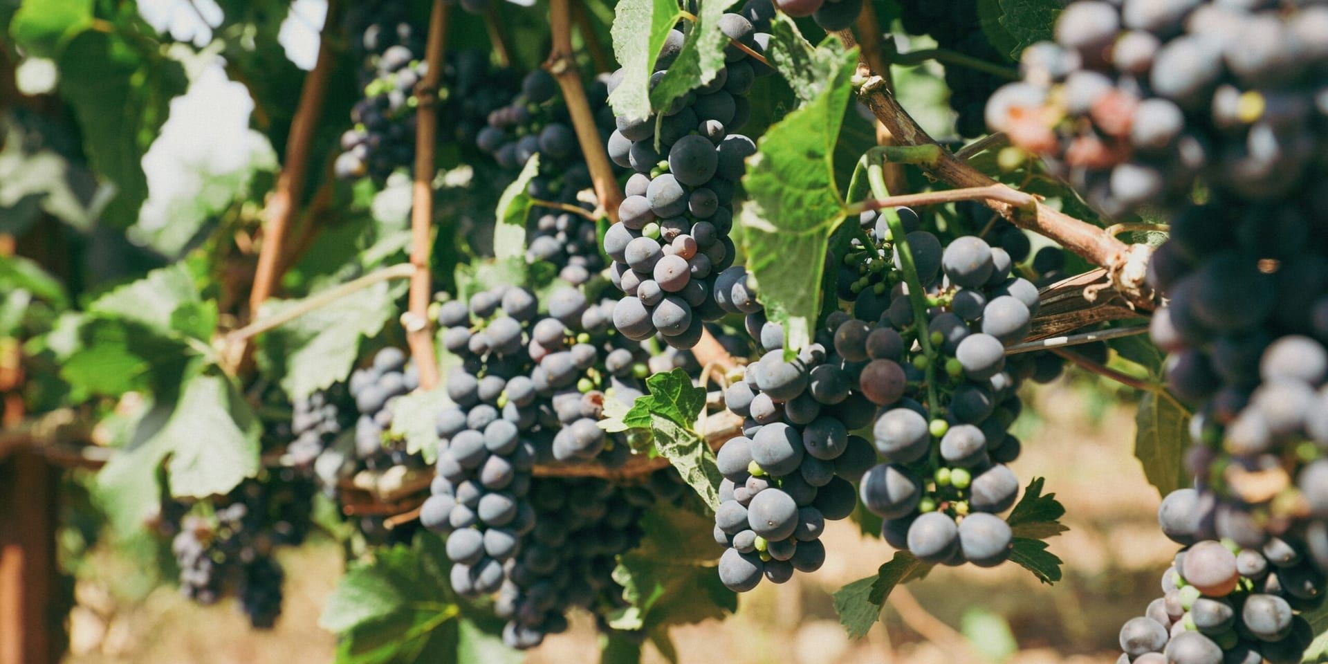 California Wine Industry Faces Growing Challenges from Climate Change