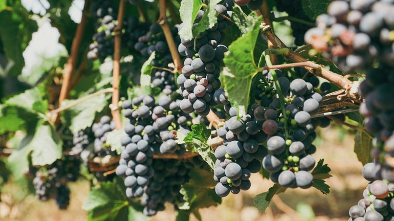 California Wine Industry Faces Growing Challenges from Climate Change