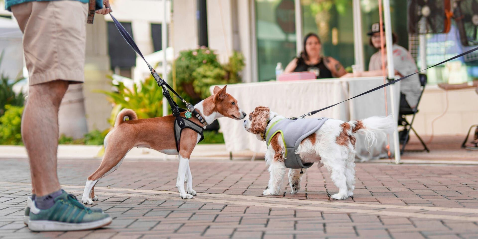 Westminster Dog Show Celebrates 150th Anniversary with Expanded Global Participation