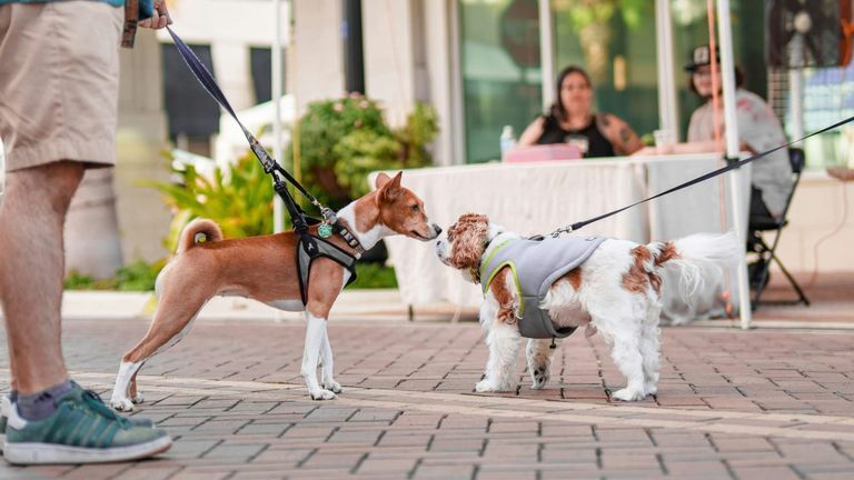 Westminster Dog Show Celebrates 150th Anniversary with Expanded Global Participation