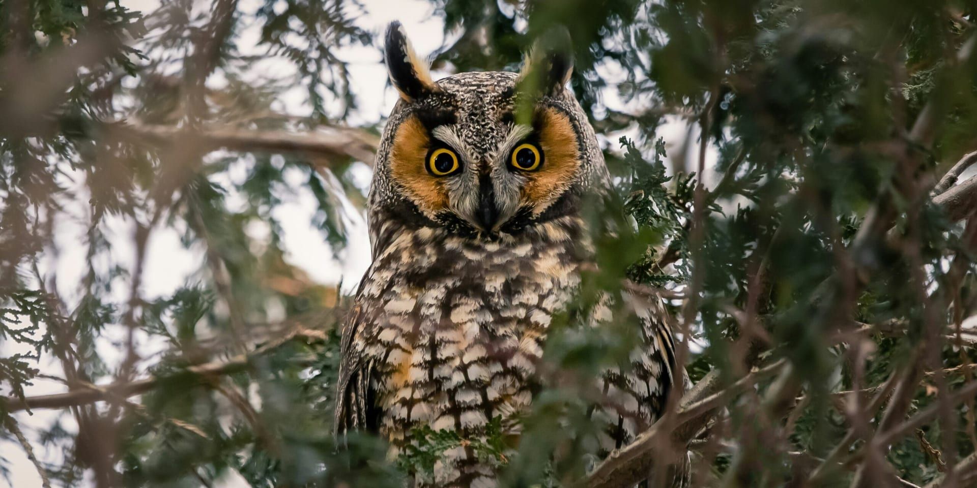 International Owl Awareness and Clouded Leopard Day Raise Wildlife Interest Across the U.S.