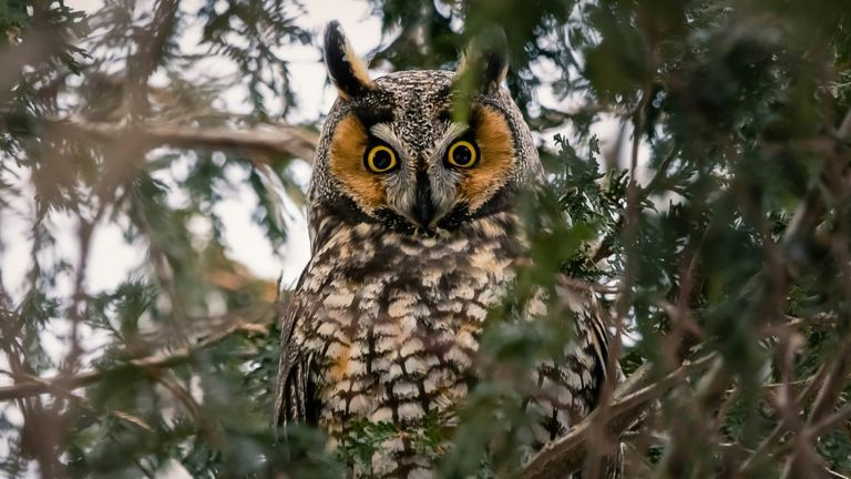 International Owl Awareness and Clouded Leopard Day Raise Wildlife Interest Across the U.S.