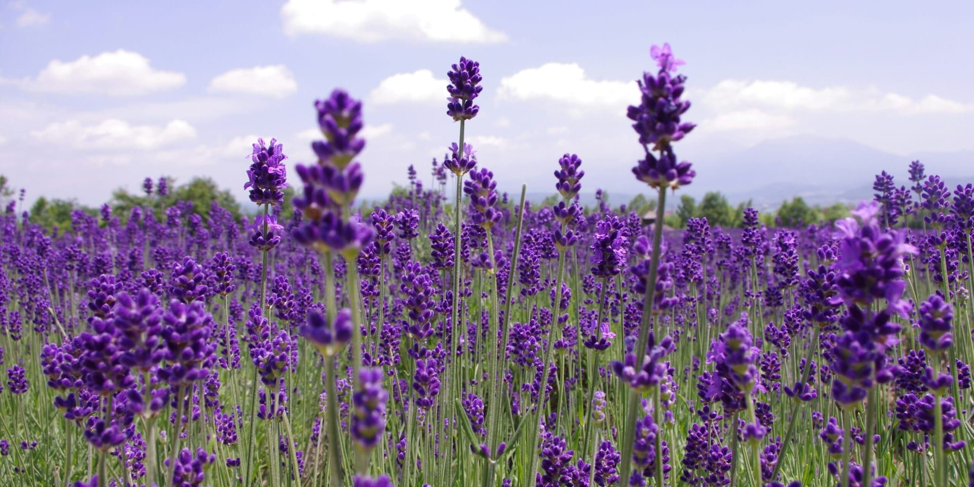 Sequim, WA Launches Lavender Weekend July 18–20