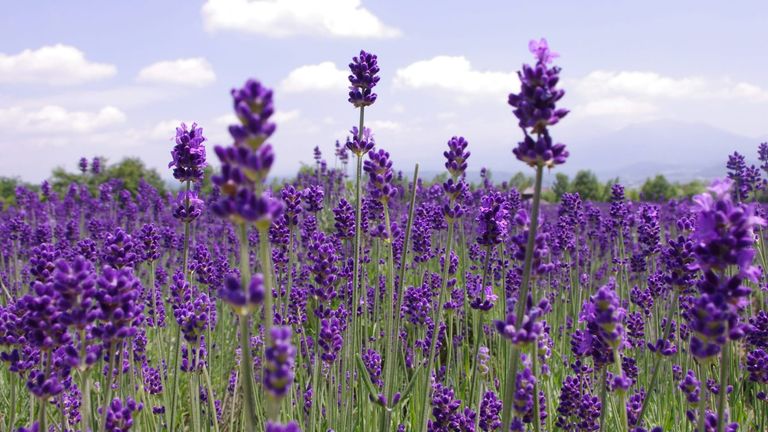 Sequim, WA Launches Lavender Weekend July 18–20