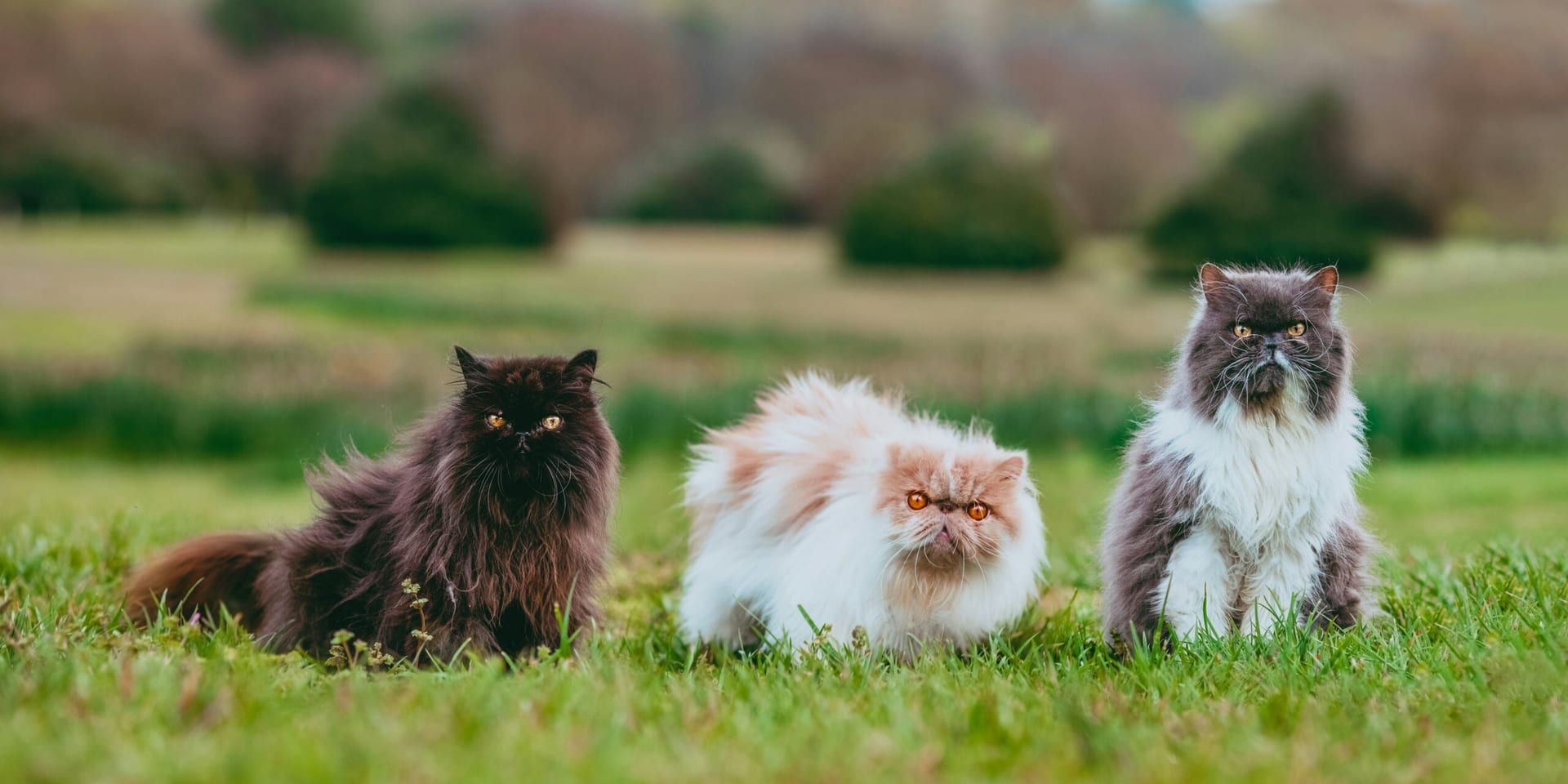 August 8 Brings Furry Friends and Friendly Competition: A Day for Cats and Pickleball