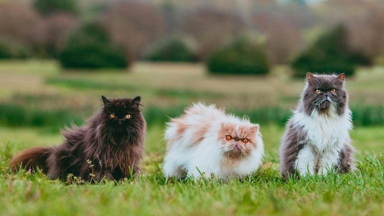 August 8 Brings Furry Friends and Friendly Competition: A Day for Cats and Pickleball