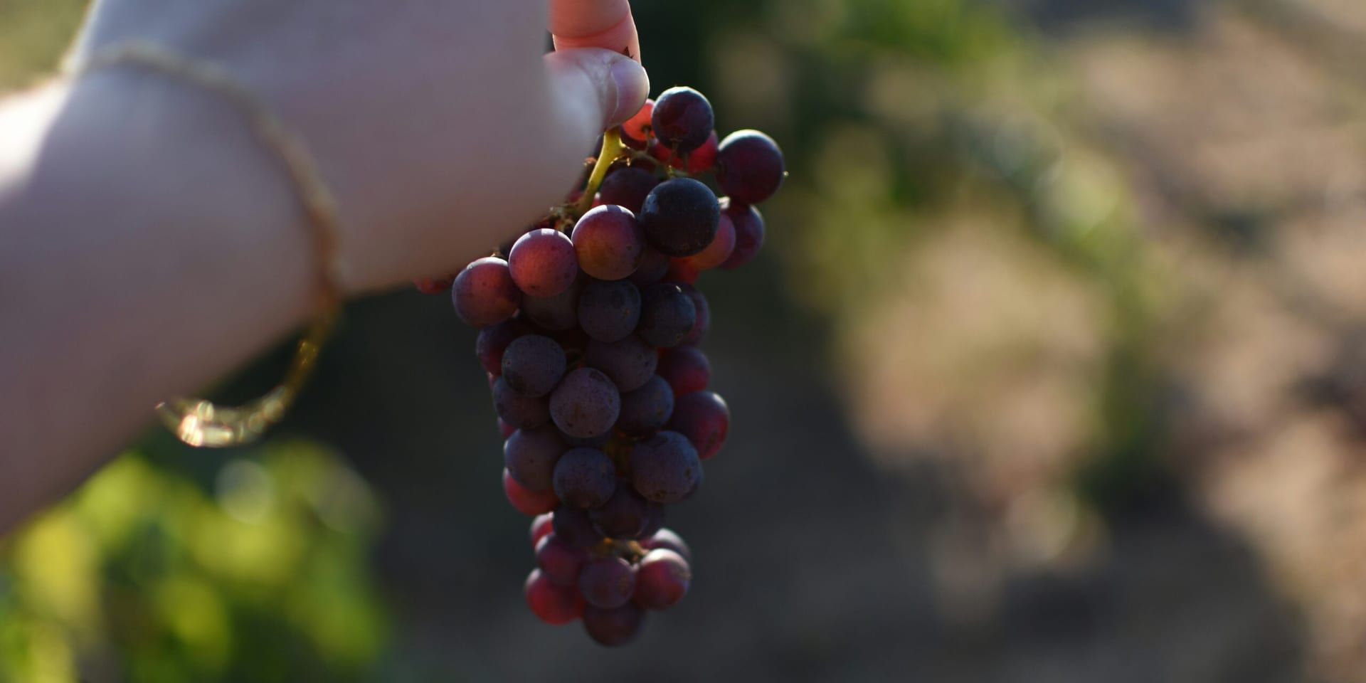 Napa Valley Wine Harvest Preview: A Glimpse into the Future of California Wine