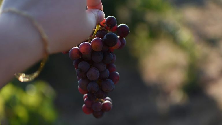Napa Valley Wine Harvest Preview: A Glimpse into the Future of California Wine