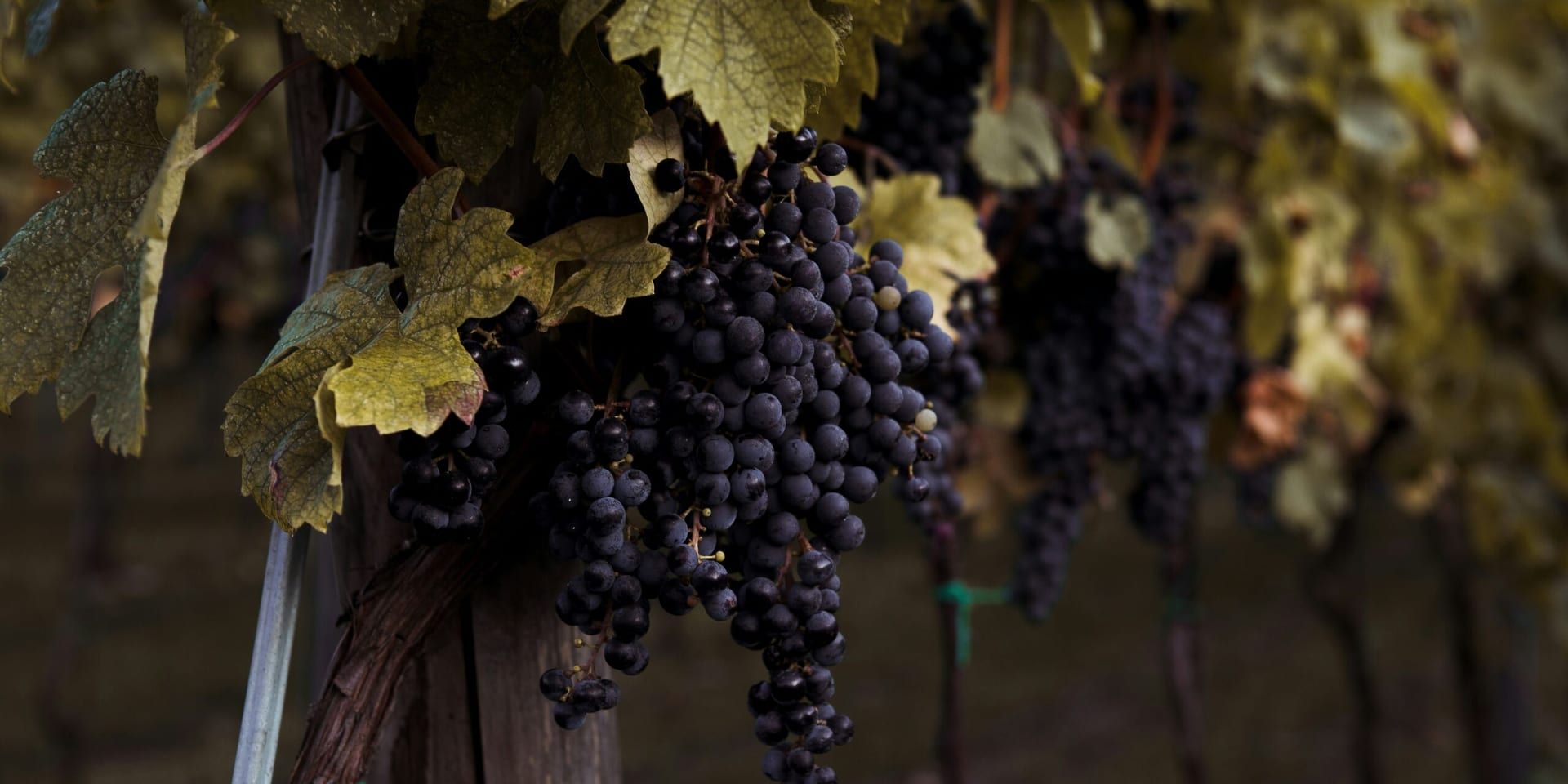 Napa Valley’s Natural Wine Movement Grows Stronger at the 2024 Taste of Napa Festival