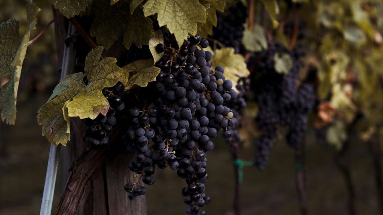 Napa Valley’s Natural Wine Movement Grows Stronger at the 2024 Taste of Napa Festival