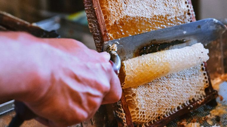 Beekeepers and Food Enthusiasts Buzz Over New Lanternfly Honey
