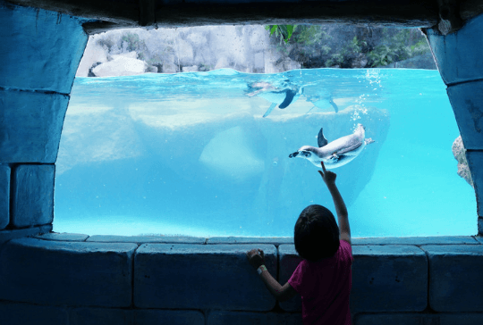 San Francisco Zoo Debuts State-of-the-Art Penguin Exhibit