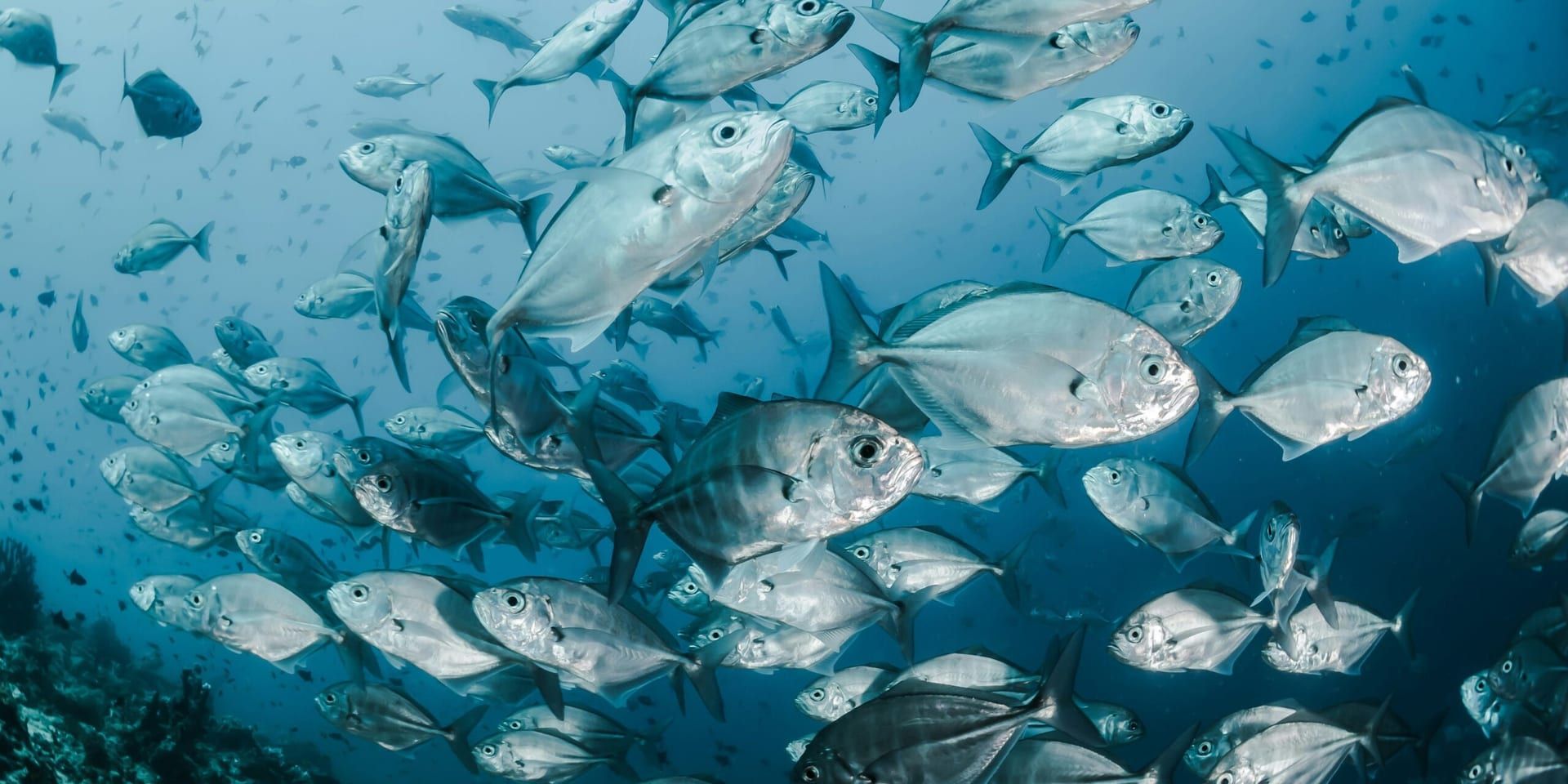 California Sustainable Seafood Expo: A Landmark Event in Ocean Conservation and Sustainable Seafood Practices