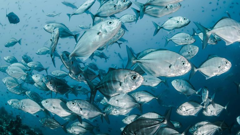 California Sustainable Seafood Expo: A Landmark Event in Ocean Conservation and Sustainable Seafood Practices