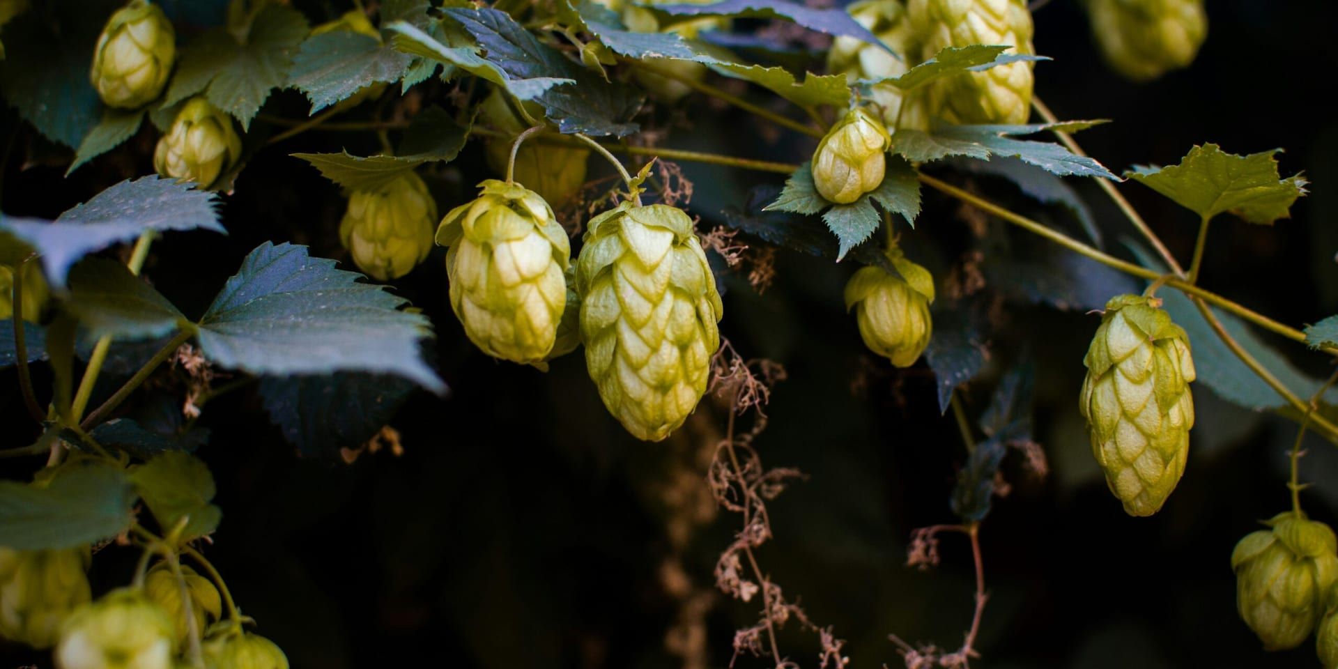 California Cider Festival: The State’s Craft Cider Scene Blossoms