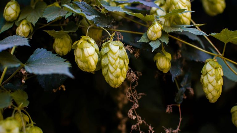 California Cider Festival: The State’s Craft Cider Scene Blossoms